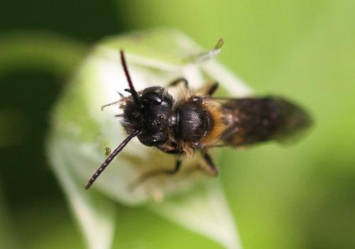 Réf. 245 243 : Andrena bicolor
